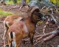 Mouflon Ovis orientalis very close-up photos, mammal Royalty Free Stock Photo