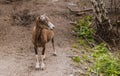 Mouflon Ovis orientalis very close-up photos, mammal Royalty Free Stock Photo