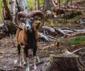 Mouflon Ovis orientalis very close-up photos, mammal Royalty Free Stock Photo