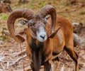 Mouflon Ovis orientalis very close-up photos, mammal Royalty Free Stock Photo