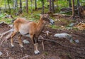 Mouflon Ovis orientalis very close-up photos, mammal Royalty Free Stock Photo