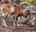 Mouflon Ovis orientalis very close-up photos, mammal Royalty Free Stock Photo