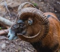 Mouflon Ovis orientalis very close-up photos, mammal Royalty Free Stock Photo