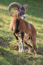 Mouflon ram Royalty Free Stock Photo