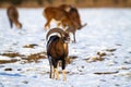 Mouflon ram with curved horns smelling on snow in winter