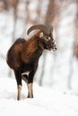 Mouflon ram with horns watching around in snowy forest.