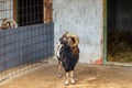 Mouflon ram with impressive curved horns standing in front of rustic stable Royalty Free Stock Photo