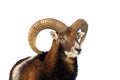 Mouflon ram portrait Royalty Free Stock Photo