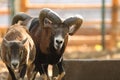Mouflon ram in rut Royalty Free Stock Photo