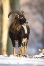 Mouflon ram standing in forest in wintertime nature. Royalty Free Stock Photo