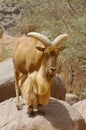 A mouflon ram standing on a rock Royalty Free Stock Photo
