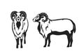 Mouflon sheep vector illustration silhouette Royalty Free Stock Photo