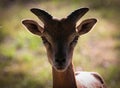 The mouflon is a subspecies group of the wild sheep Ovis orientalis Royalty Free Stock Photo