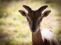 The mouflon is a subspecies group of the wild sheep Ovis orientalis Royalty Free Stock Photo