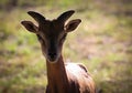 The mouflon is a subspecies group of the wild sheep Ovis orientalis Royalty Free Stock Photo