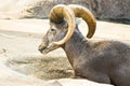 Mouflon Or Wild Mountain Sheep