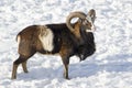 Mouflon winter