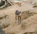 Mouflon At The Zoo. Wild Sheep Walk In The Highlands