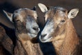 Mouflons Royalty Free Stock Photo