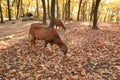 Mouflons in autumn forest Royalty Free Stock Photo