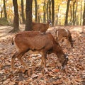 Mouflons in autumn forest Royalty Free Stock Photo