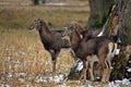 Mouflons Herd in Winter Ovis Aries Musimon Royalty Free Stock Photo