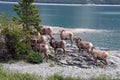 Mouflons in the rocky mountains Canada Royalty Free Stock Photo