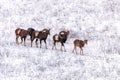 Mouflons in Winter Wild nature ovis musimon Royalty Free Stock Photo