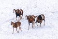 Mouflons in Winter Wild nature ovis musimon Royalty Free Stock Photo