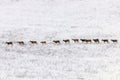 Mouflons in Winter Wild nature ovis musimon Royalty Free Stock Photo