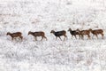 Mouflons in Winter Wild nature ovis musimon Royalty Free Stock Photo