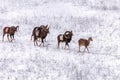 Mouflons in Winter Wild nature ovis musimon Royalty Free Stock Photo