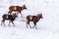 Mouflons in Winter Wild nature ovis musimon Royalty Free Stock Photo