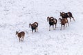Mouflons in Winter Wild nature ovis musimon Royalty Free Stock Photo