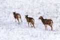 Mouflons in Winter Wild nature ovis musimon Royalty Free Stock Photo