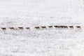 Mouflons in Winter Wild nature ovis musimon Royalty Free Stock Photo