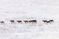 Mouflons in Winter Wild nature ovis musimon Royalty Free Stock Photo