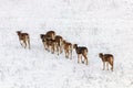 Mouflons in Winter Wild nature ovis musimon Royalty Free Stock Photo