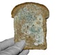 Mould on the bread in hand