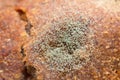 Mould on bread Royalty Free Stock Photo