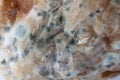 Mould growing on food. Macro photo