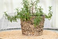 Mould growing on natural reed material flower pot outdoors.