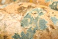 Mould growing on old bread Royalty Free Stock Photo