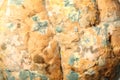 Mould growing on old bread Royalty Free Stock Photo
