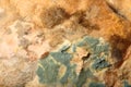 Mould growing on old bread Royalty Free Stock Photo