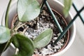 Mould growing on a soil in the flower pot with the house plant. Young hoya plant in humid