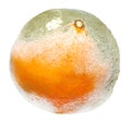 Moulded orange Royalty Free Stock Photo