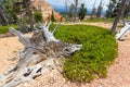 Mouldering dry tree against rocky mountains.