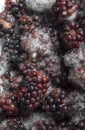 Mouldy blackberries.