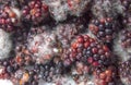 Mouldy blackberries Royalty Free Stock Photo